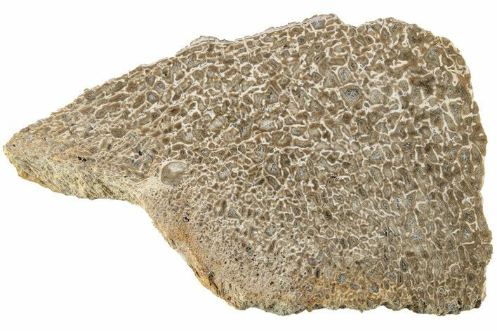 Polished Dinosaur Bone (Gembone) Slab - Morocco #214028
